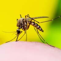Mosquito Control